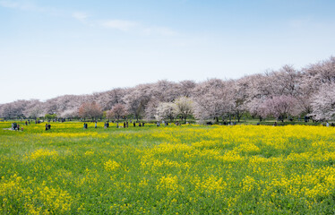 桜と菜の花が満開になった幸手権現堂公園の桜並木