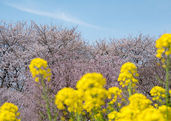 桜と菜の花が満開になった幸手権現堂公園の桜並木