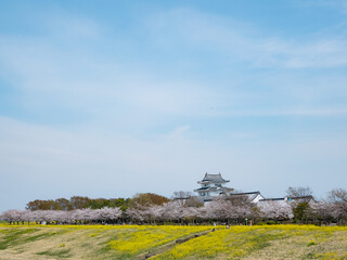 満開の菜の花と桜並木に彩られた千葉県立関宿城博物館