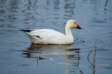 white goose swimming in the water