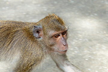 crabeater macaque portrait in the sunlight side view close-up