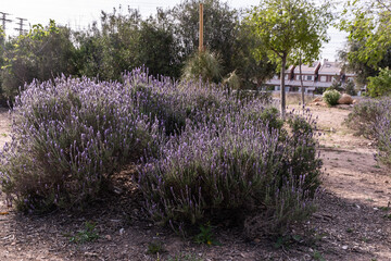 follaje de Lavanda, silvestre en Espa&ntilde;a