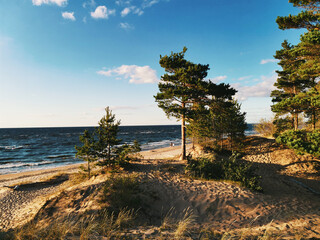 Beach with trees by a sea