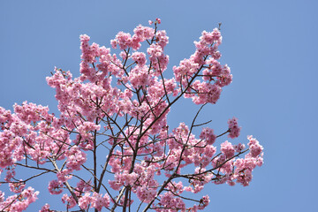 ピンクの桜　花模様