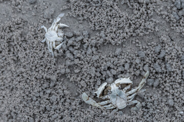 small gray crab on the sand close-up, toned
