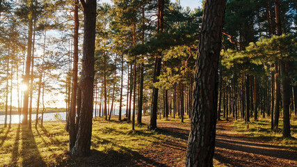 Fototapeta premium Sunshine in a pine forest