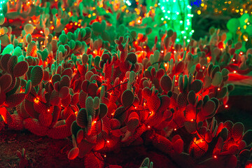 Botanical Cactus Garden las vegas. - dec, 2019 Colorful light display of cactus