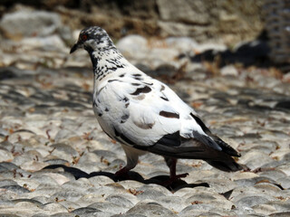 A black and white dove is walking on the stone pavement