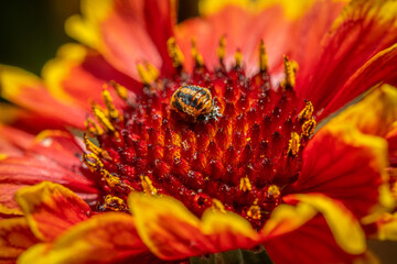 Indian Blanketflower with Ladybug Pupa 