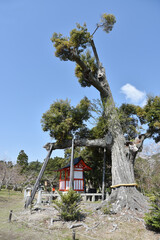 春の大沢池　御神木　京都市嵯峨