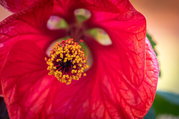 Macro Red Flower with Yellow from the Garden 