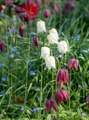 Snake's head fritillary flowers growing wild in the grass, photographed at Eastcote House Gardens, London Borough of Hillingdon, UK in spring.