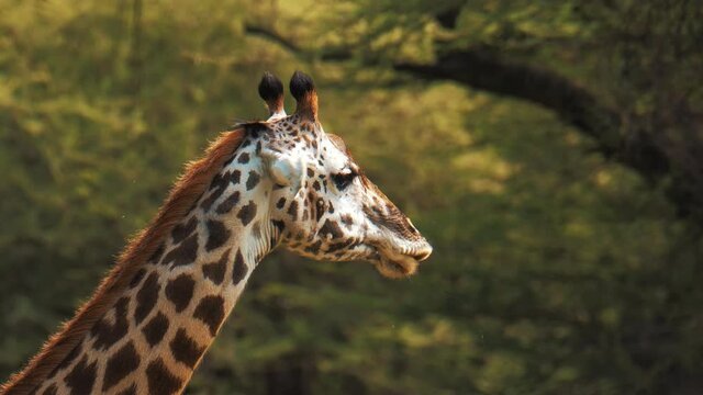 Wild african giraffe eating bush leaves in green area. Wildlife footage captured during a scientific expedition in Tanzania, professional cinema equipment, Leica optics, downscale 6K.