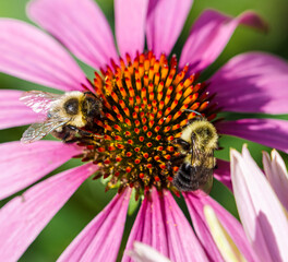 Two Eastern Bumblebees (Bombus impatiens) collecting nectar and pollen from Purple Coneflower  (Echinacea Purpurea.)  Closeup. 