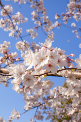 青空背景の桜（ソメイヨシノ）