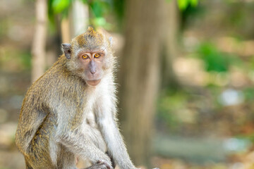 cute thailand macaque with bright eyes sits with folded legs on a blurred tropical background