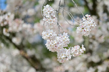 四国香川県（讃岐）のサクラ