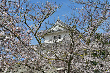 四国香川県（讃岐）のサクラ