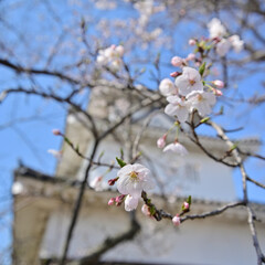 四国香川県（讃岐）のサクラ