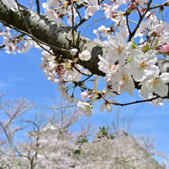四国香川県（讃岐）のサクラ