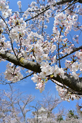 四国香川県（讃岐）のサクラ