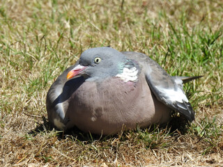 A pigeon sits low in the grass