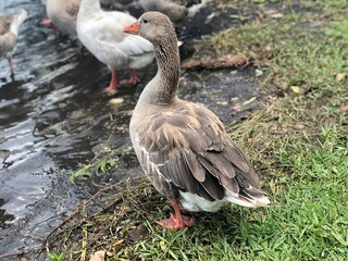 goose in the water
