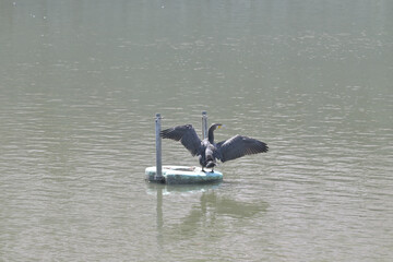 四国香川県の野鳥（白鳥、黒鳥、カワウ、シラサギ）