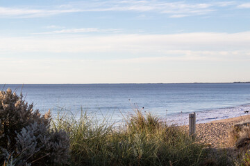 Obraz premium Beach Bush