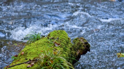 奥入瀬渓流で見た苔むした木の上で育つ植物＠青森