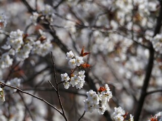 光を浴びて輝く満開の山桜