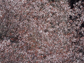 光を浴びて輝く満開の山桜