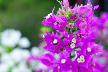 Fototapeta na wymiar bougainvillea nyctaginaceae purple flowers in the garden