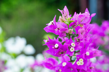 bougainvillea nyctaginaceae purple flowers in the garden