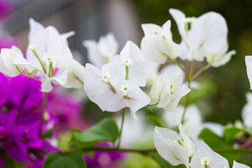 bougainvillea nyctaginaceae white flowers in the garden