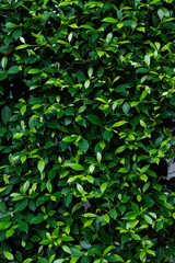 Fototapeta na wymiar green leaves on the wall background