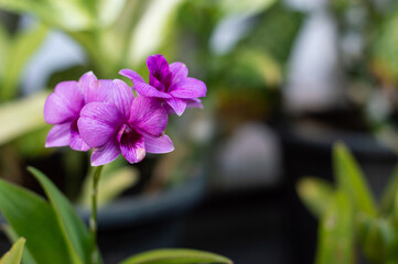 Phalaenopsis Orchids from Thailand