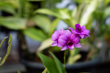 Phalaenopsis Orchids from Thailand