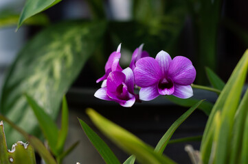 Phalaenopsis Orchids from Thailand