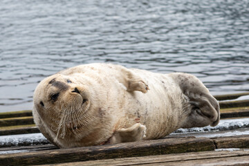 A large adult bearded seal lying on a wooden slipway near the ocean.  The wild seal has a light...