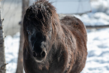 A small black Newfoundland pony stands in a horse pen with a wood fence and snow on a ranch. The...