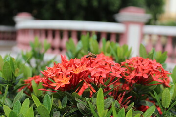 Ixora flower of the Rubiaceae family, very common in hot climates such as the Amazon