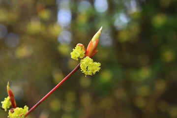 クロモジの花と新芽