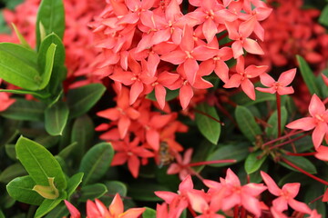 Ixora flower of the Rubiaceae family, very common in hot climates such as the Amazon