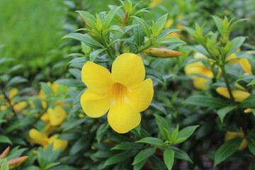 Fototapeta premium Flowers that beautify several cities