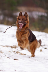 Funny red and brown (or liver) long-haired German Shepherd dog with a chain collar playing outdoors with a stick running on a snow in winter