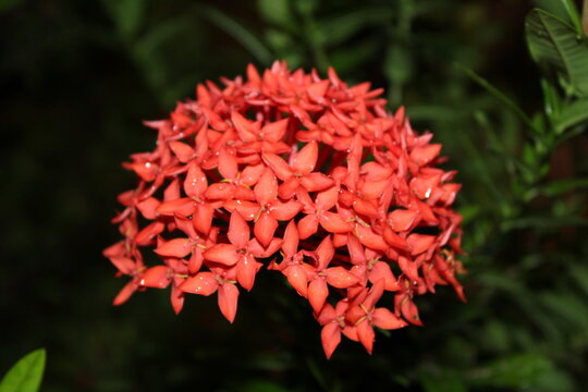 Ixora flower of the Rubiaceae family, very common in hot climates such as the Amazon