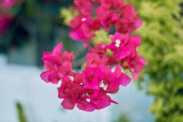 ふわふわとしたブーゲンビレアの鮮やかな葉