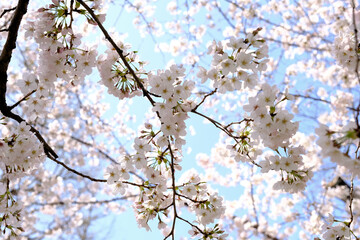【東京】靖国神社の桜（春）