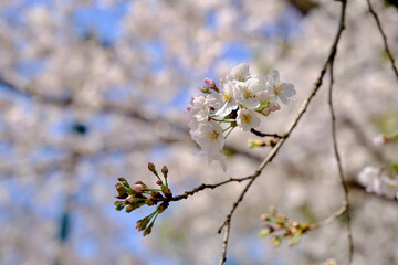 【東京】靖国神社の桜（春）